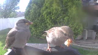 house sparrow