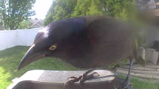 common grackle