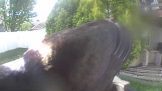 bald eagle