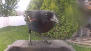 red-winged blackbird