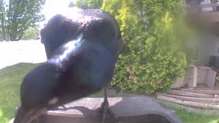 common grackle