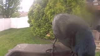 american crow