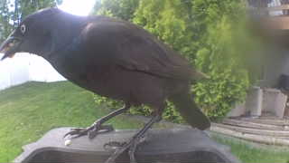 common grackle