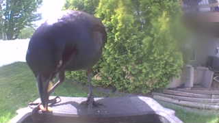 american crow