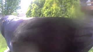 american crow