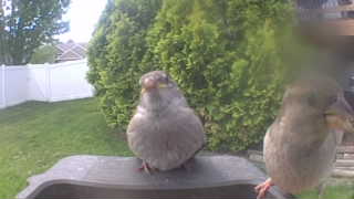 house sparrow