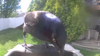 common grackle