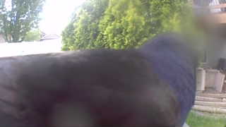 american crow