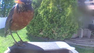 american robin