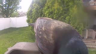 common grackle