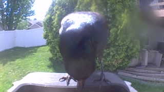 american crow