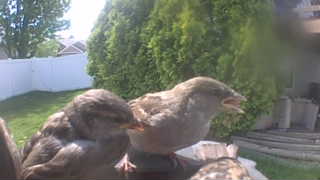 house sparrow