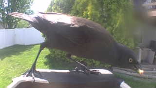 rusty blackbird