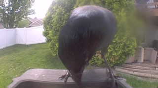 american crow