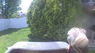 red-tailed hawk
