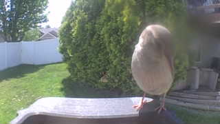 house sparrow