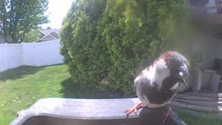 house sparrow