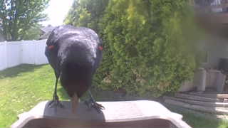 red-winged blackbird