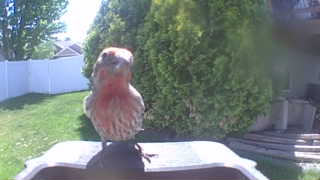 house finch