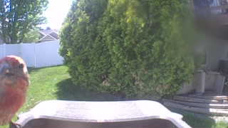 house finch