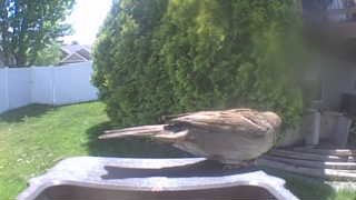 house sparrow