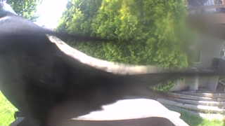 common grackle