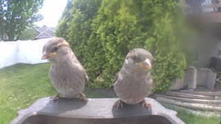 house sparrow