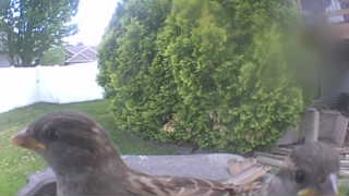 house sparrow