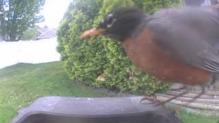 american robin