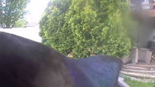 common grackle