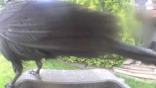 american crow
