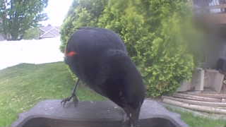 red-winged blackbird