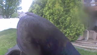 common grackle