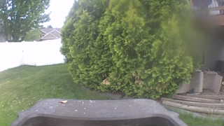 house finch