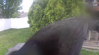 american crow