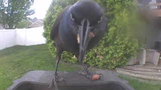 common grackle