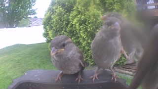 house sparrow