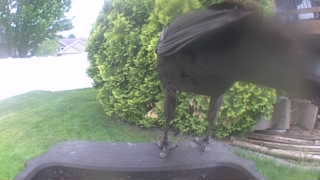 american crow