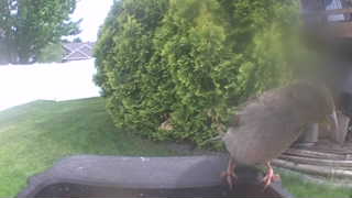 rock pigeon