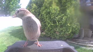 house sparrow