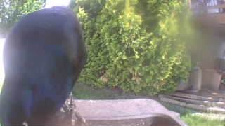common crow