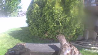 brown thrasher