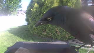common grackle