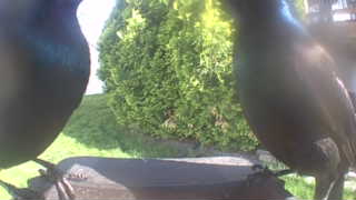 common grackle