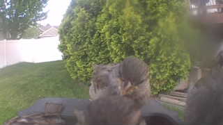 house sparrow