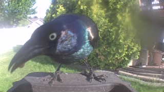 common grackle