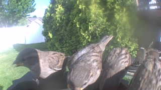 house sparrow