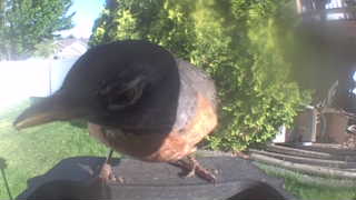 american robin