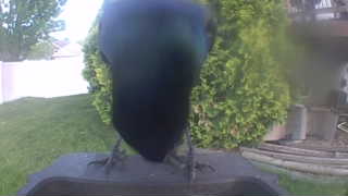 common grackle