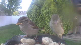 house sparrow